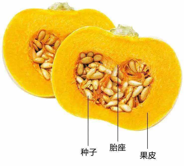 怎样种植南瓜才能高产(怎样种植南瓜才能高产呢)