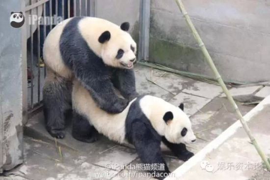小熊猫人工繁殖(小熊猫 人工繁殖)