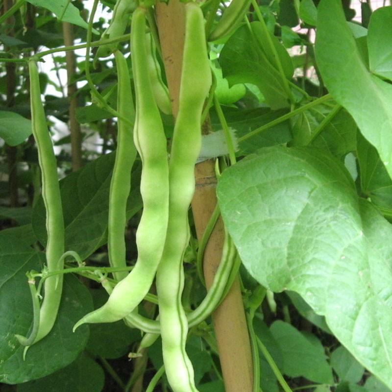 北方露天豆角什么时候种(北方露天豆角什么时候种最好)