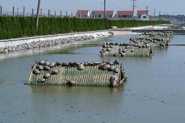 水产养殖市场现状(水产养殖市场现状如何)