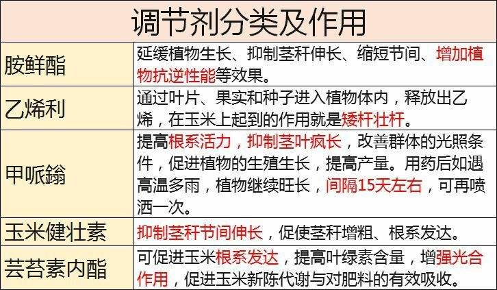 金枝玉叶怎么施肥施什么肥(金枝玉叶施什么肥好?施肥应注意什么)