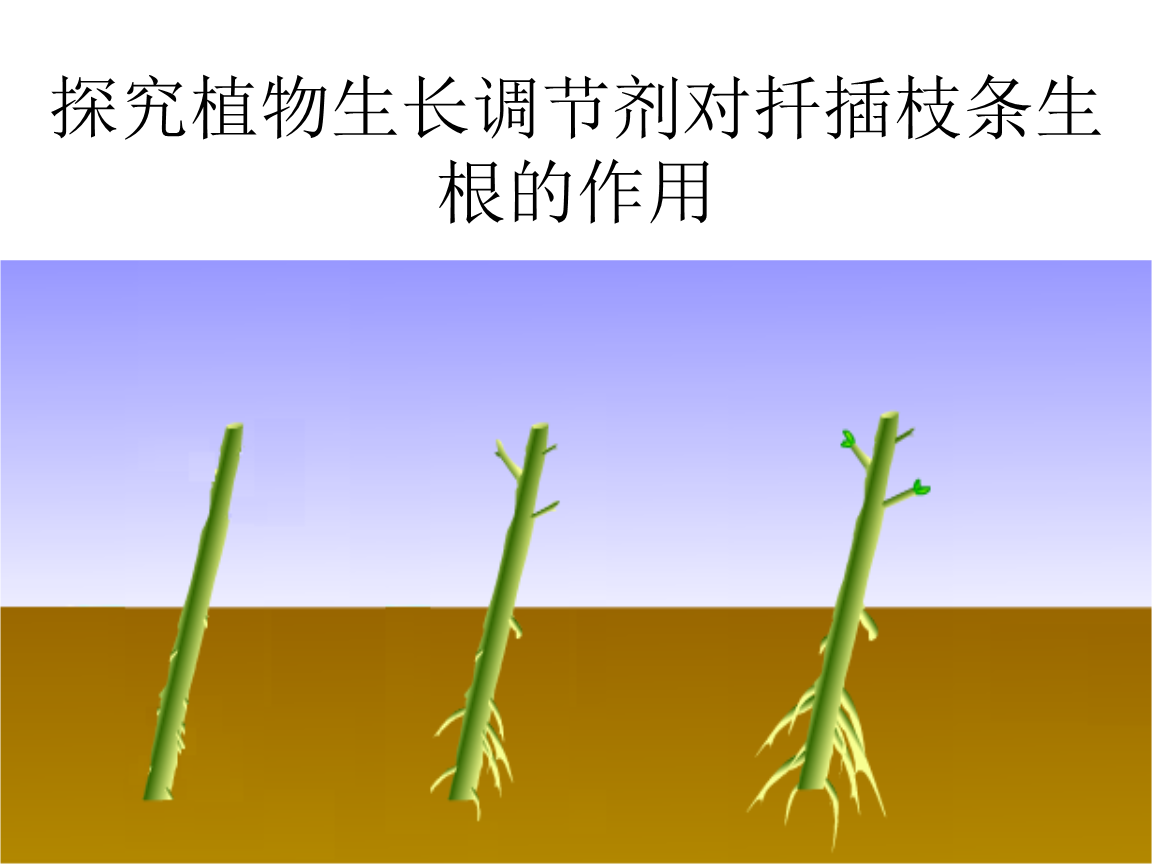 梅豆怎么育苗(梅豆种子如何催芽)