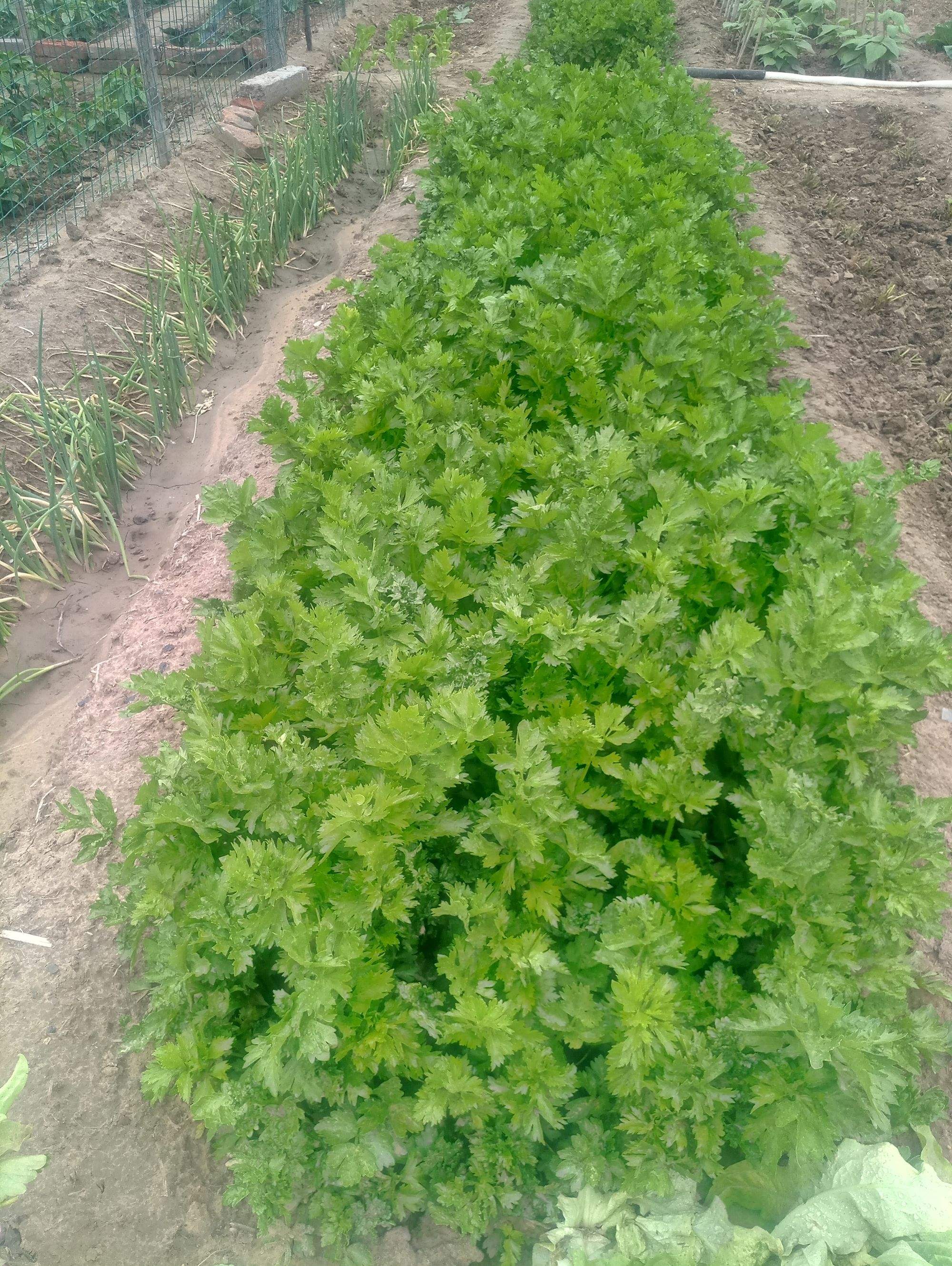 芹菜种植图片(芹菜种植图片高清)