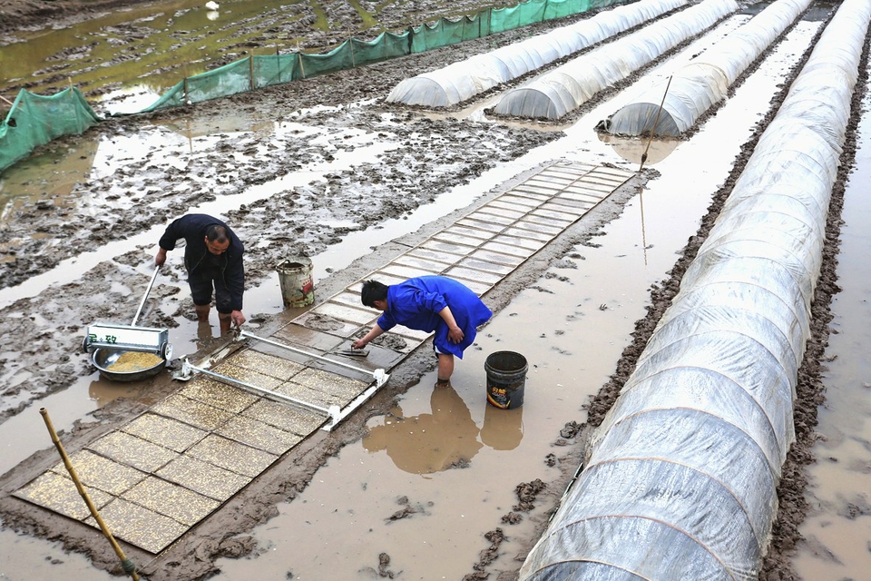 水稻直播栽培技术(水稻直播高产栽培技术)