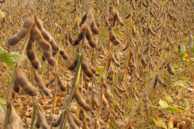 大豆种植特点(大豆种植特点是什么)