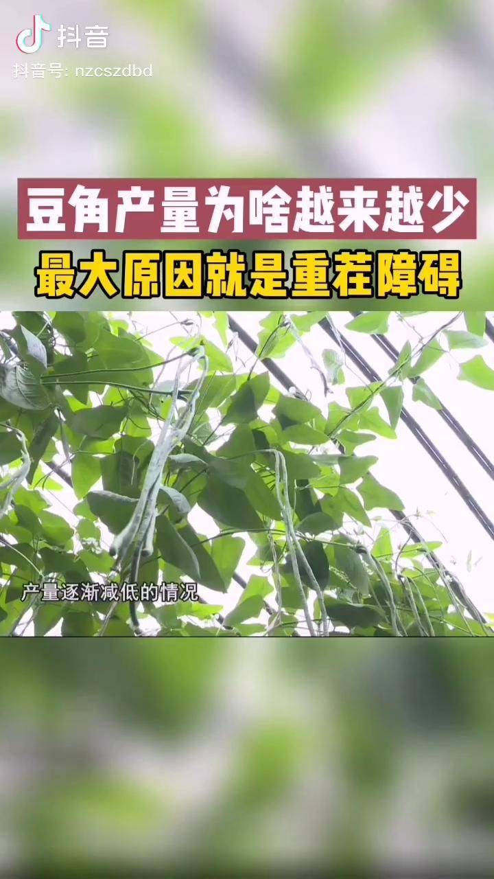 豆角可以重茬种植吗(豆角重茬死棵会不会都死光呀)