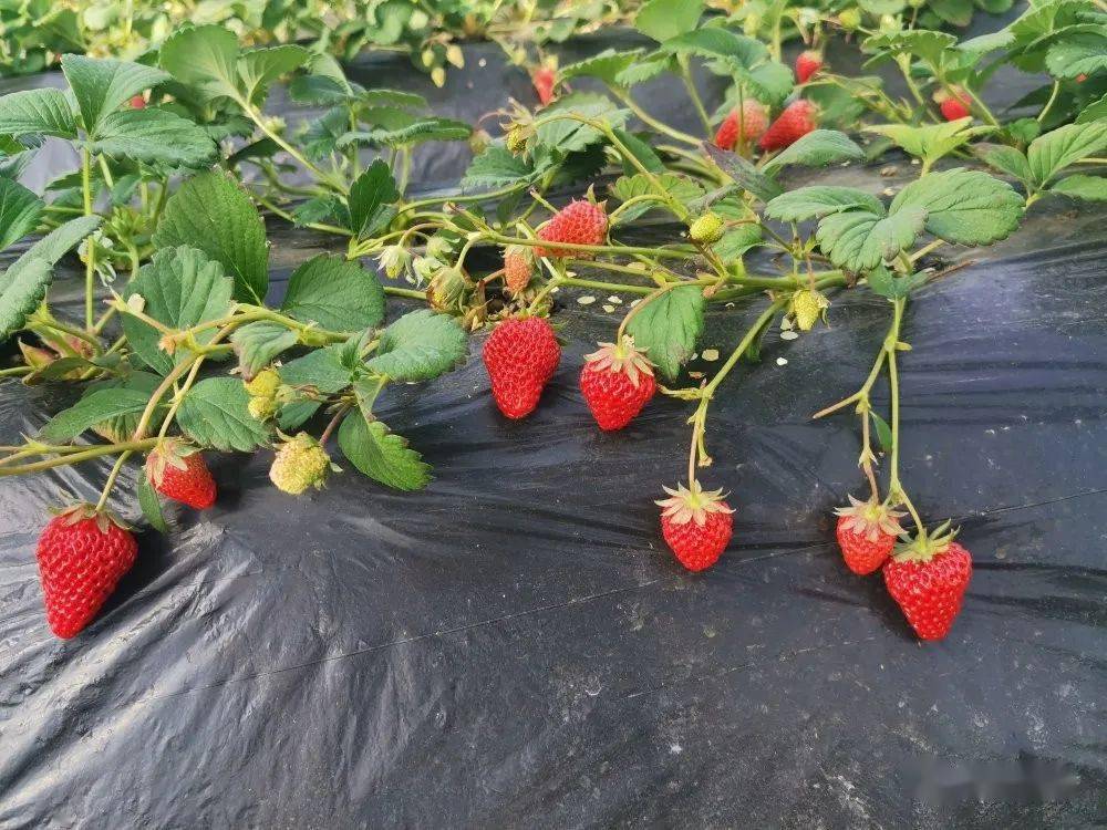 一个人能种多少亩草莓(一个人可以管理多少亩草莓)