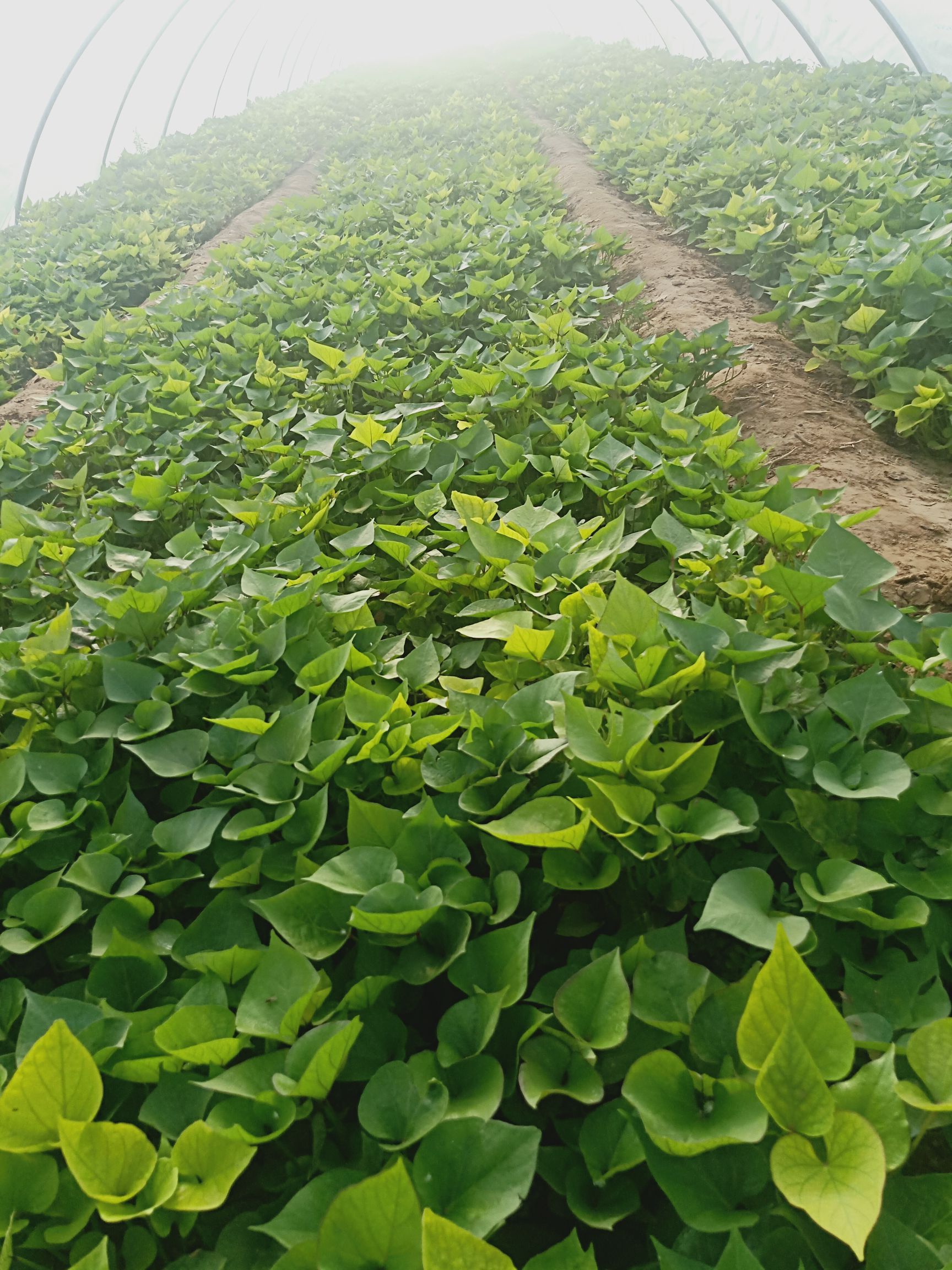 地瓜苗怎么种植方法如下(地瓜苗怎么种植方法如下视频)