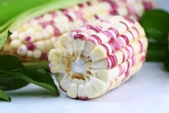 白玉米是转基因的吗(白玉米是转基因食品吗?)