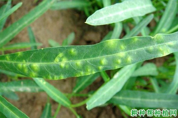 空心菜的虫害如何防治(空心菜的虫害如何防治图片)