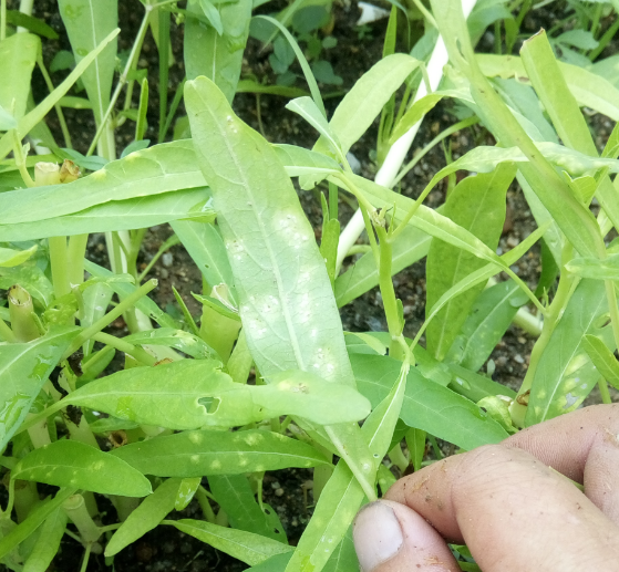 空心菜的虫害如何防治(空心菜的虫害如何防治图片)