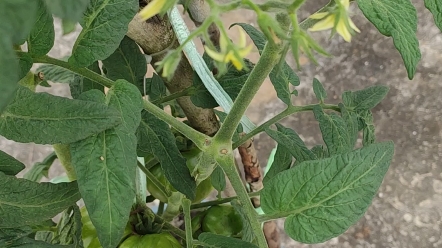 矮化西红柿种植(矮化西红柿种植条件)