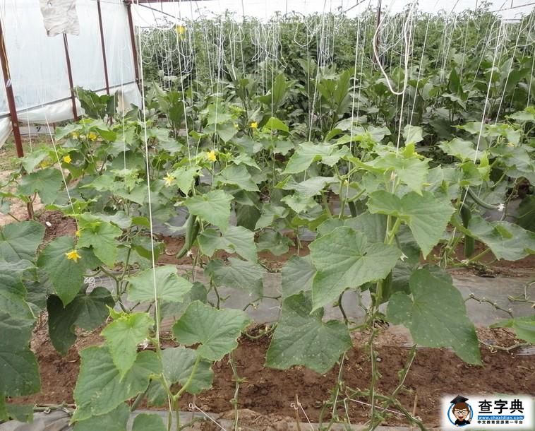 青瓜的种植方法及管理(青瓜的种植方法及管理技术青瓜肥科)