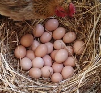 家养鸡能下几年蛋(家养的鸡多久能下蛋)
