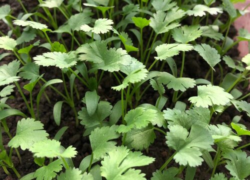 什么时节种香菜(什么时候种香菜最佳时间)