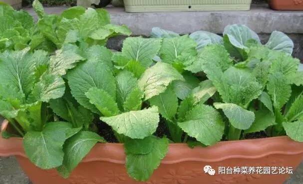 七月适合种植什么菜(七月适合种植什么蔬菜和瓜果)