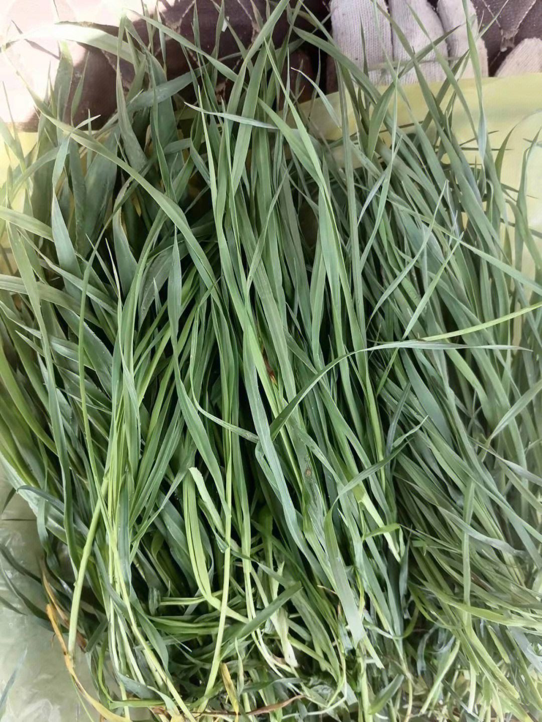 头茬提草(提摩西草头茬和二茬区别)
