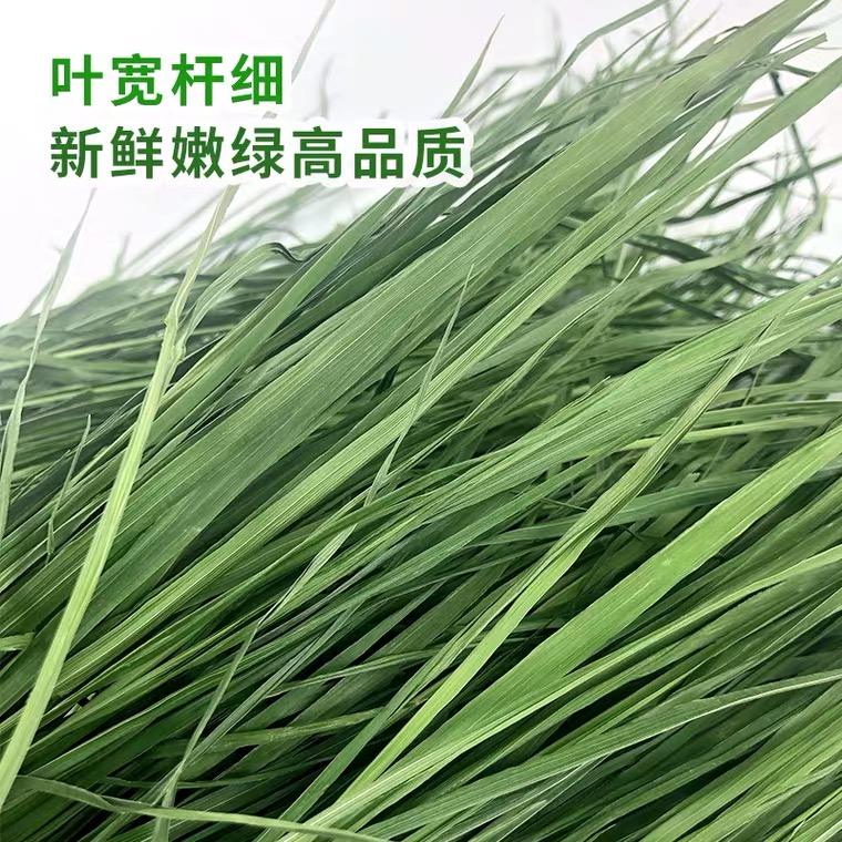 头茬提草(提摩西草头茬和二茬区别)
