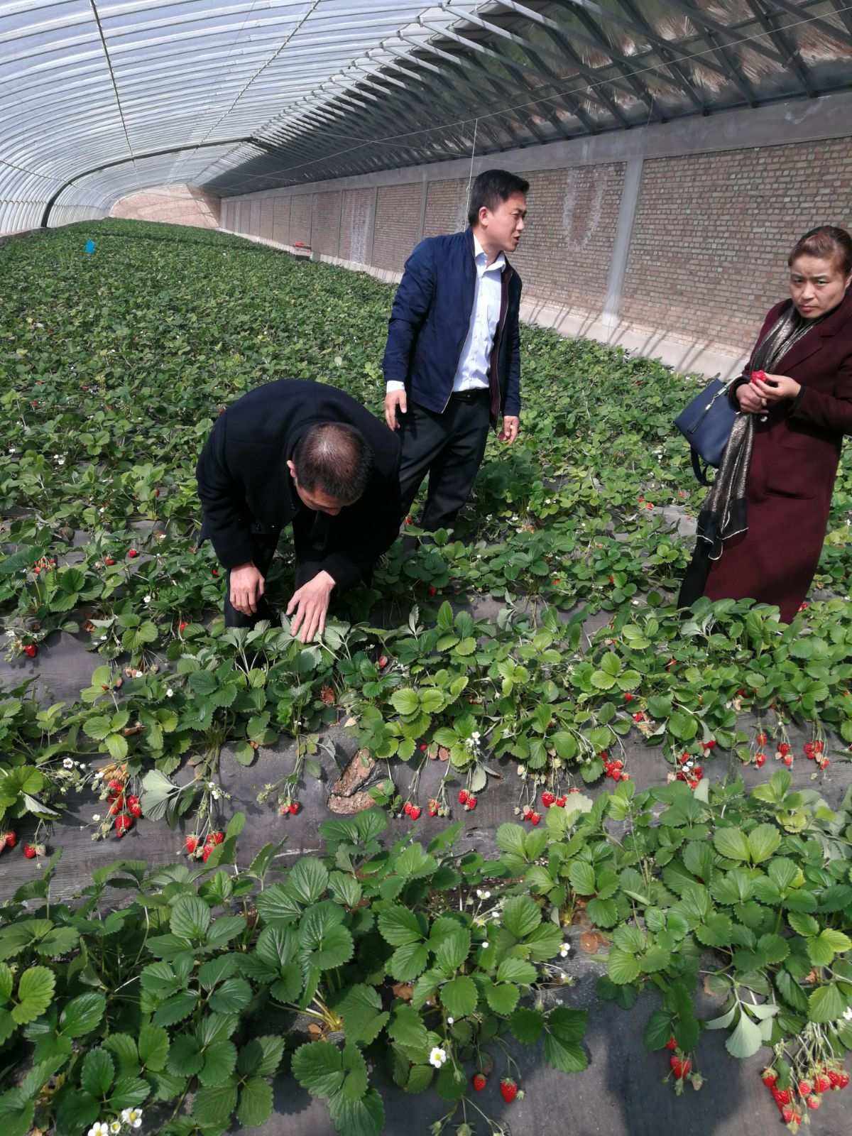 草莓培植方法(草莓的培养时要注意什么)
