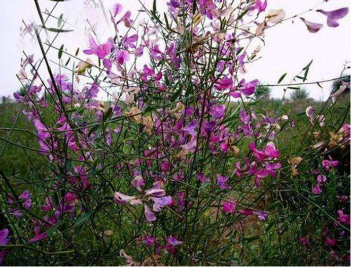 花棒草(花棒草籽)