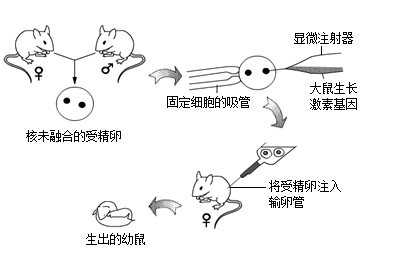 ad转基因鼠(转基因ai14小鼠)
