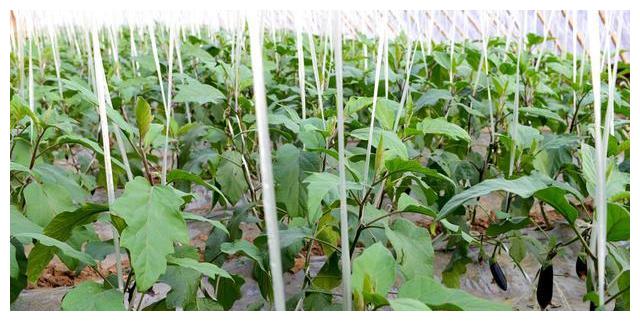 种茄子多远一棵(种茄子多远一棵最好)