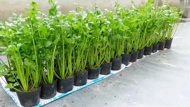 花盆芹菜的种植和管理技术(花盆芹菜的种植和管理技术图片)
