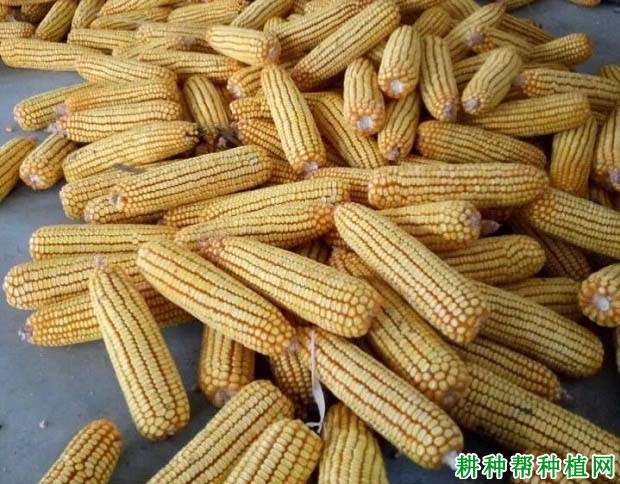 两个玉米品种混着种好不好(不同玉米品种混种会有影响吗)