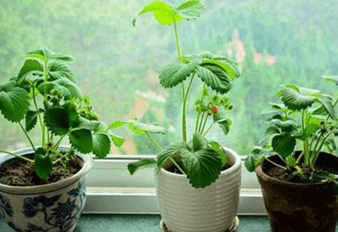 草莓盆栽怎么种(草莓盆栽怎么种植方法)