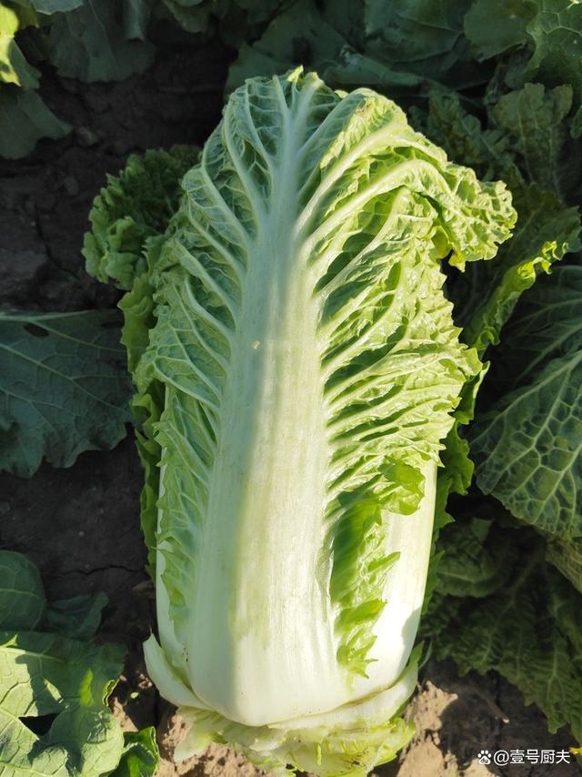 白菜几月份上市(白菜几月份上市最好)