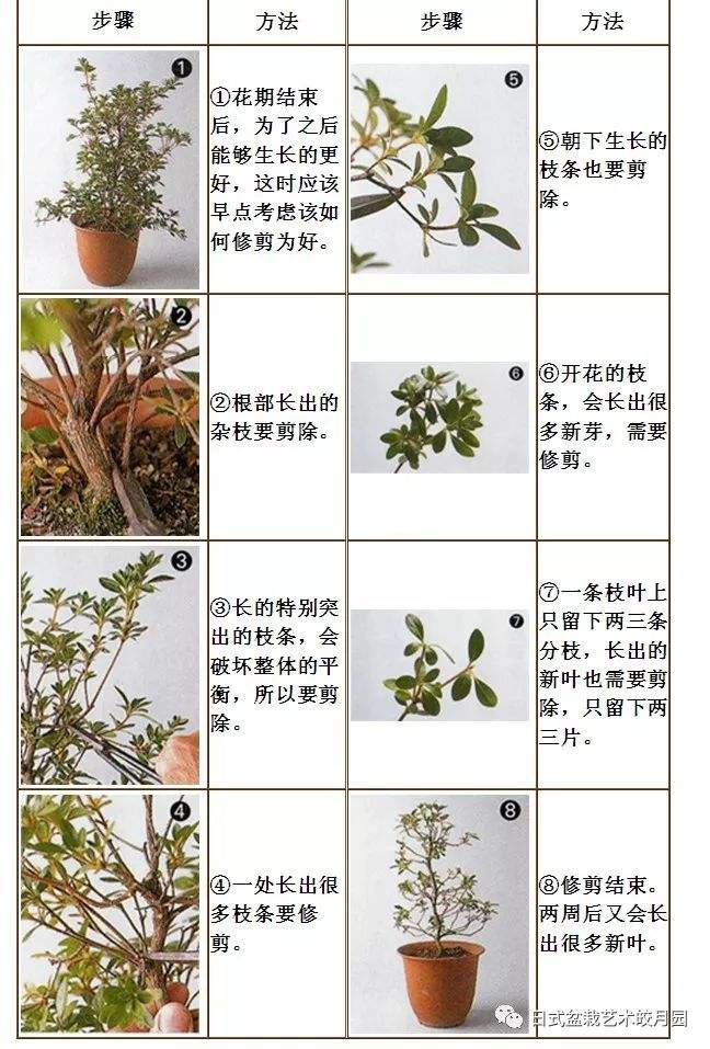白玉山药的种植与管理(白玉山药的种植与管理技术视频)