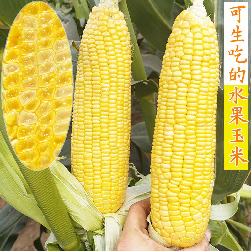 玉米种选什么品牌的好(玉米种选什么品牌的好吃)