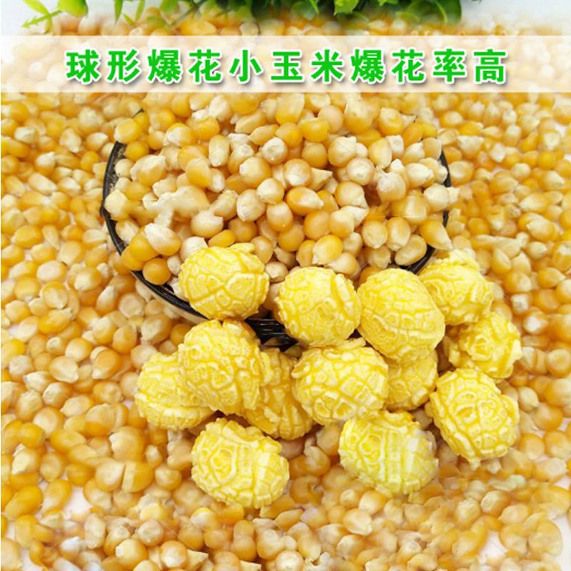 爆米花专用玉米种(爆米花专用玉米种子怎么种)
