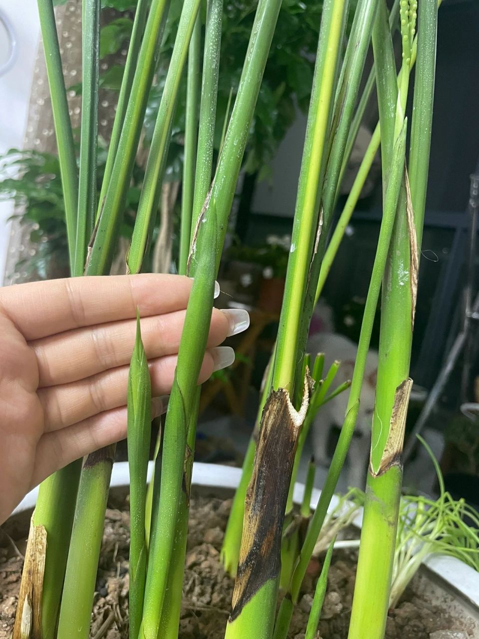 散尾葵的施肥方法(散尾葵的施肥方法视频)