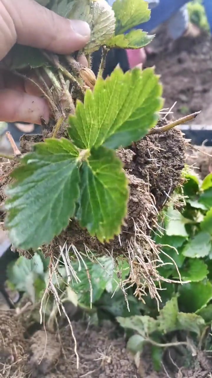 正确培育草莓苗的方法(正确培育草莓苗的方法是什么)