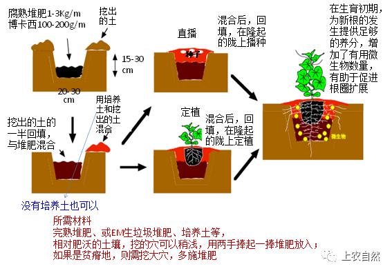 七彩铁怎么施肥(七彩铁用什么土种植)