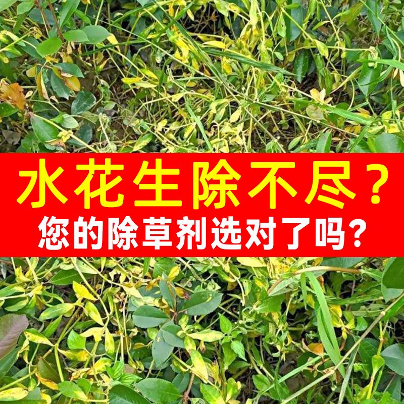 皇竹草除草可用什除草剂(皇竹草地杂草很多用哪种除草剂好)