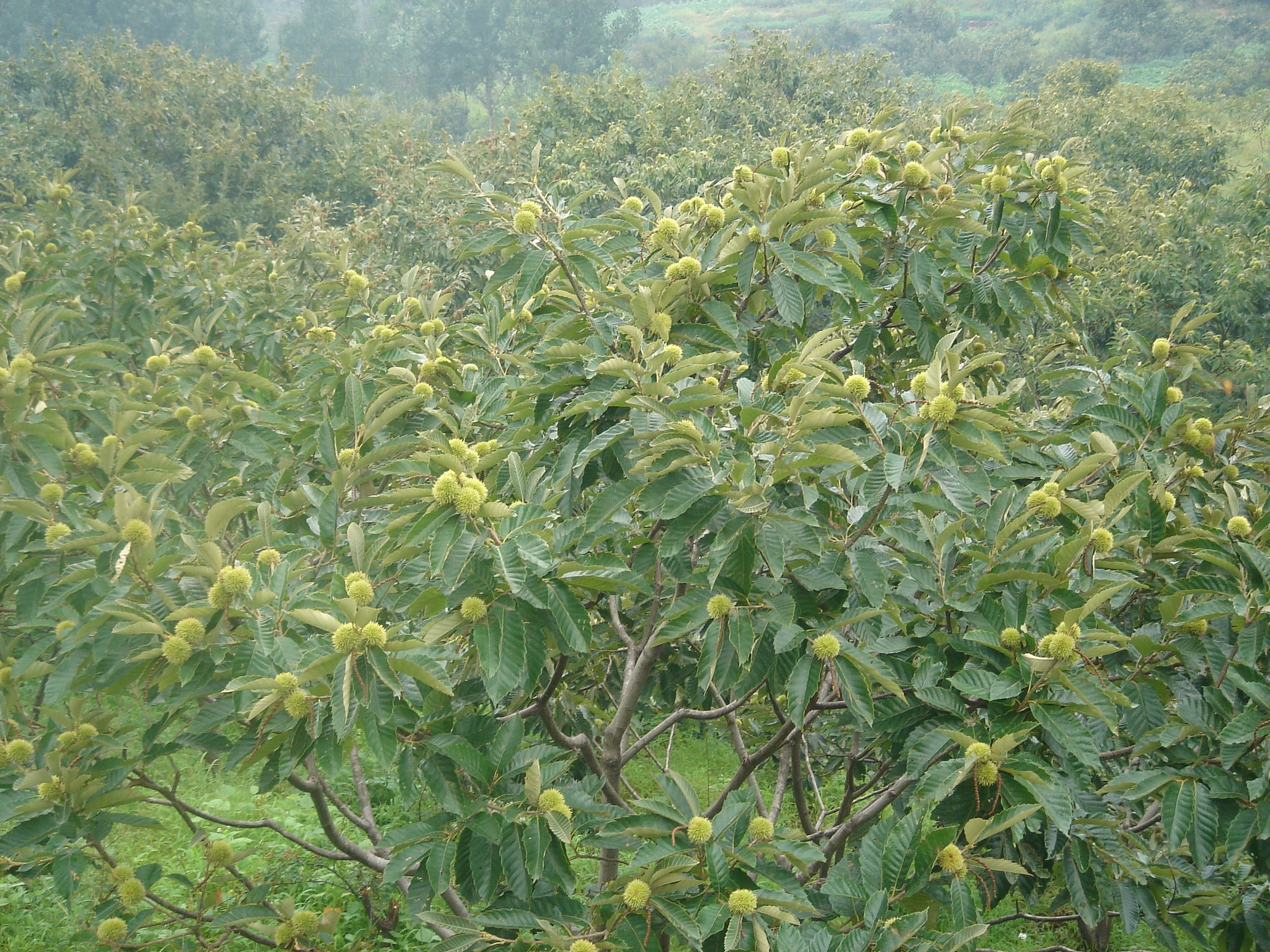 板栗的种植方法(板栗的种植方法?如何育苗?)