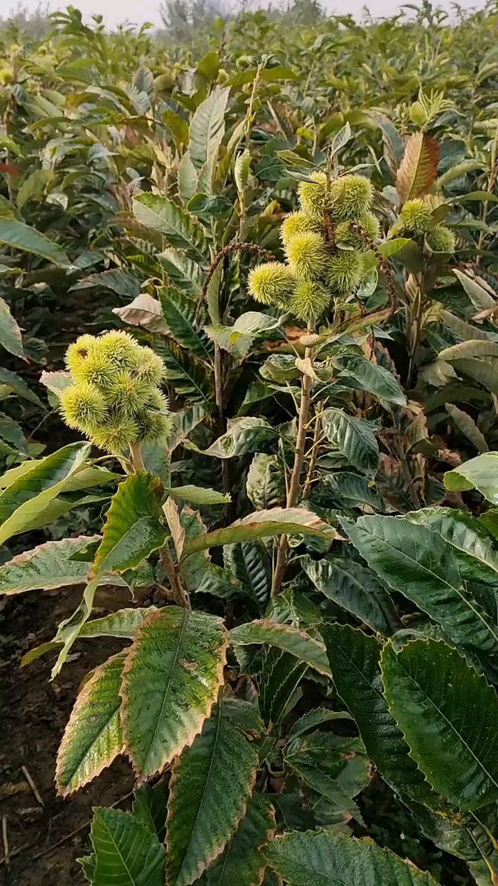 板栗的种植方法(板栗的种植方法?如何育苗?)