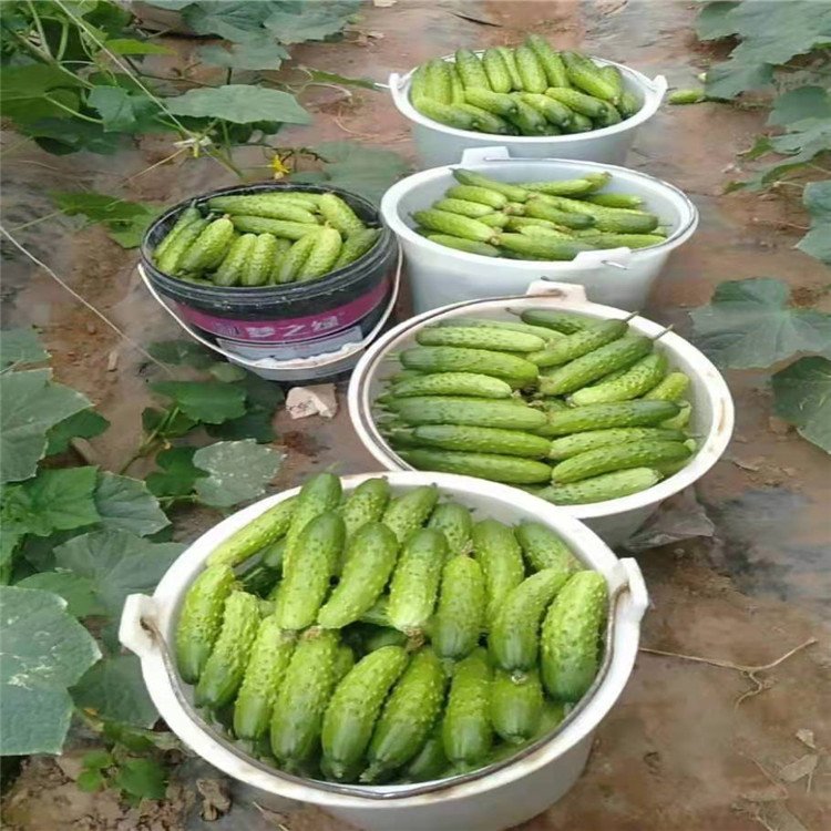 黄瓜苗哪里有卖的(黄瓜苗批发市场价格)