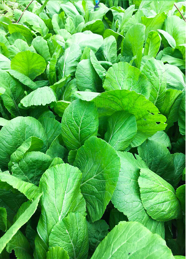 家庭种蔬菜(家庭种蔬菜用什么肥)