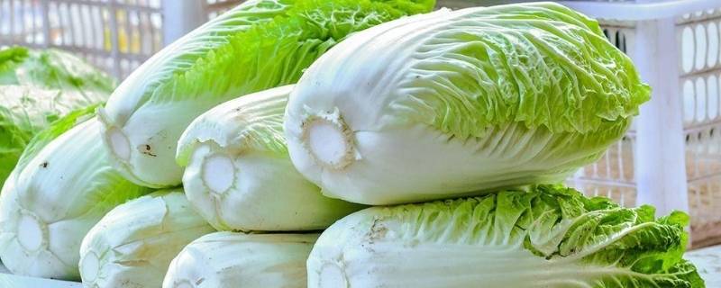 北方种什么白菜品种好吃(北方种什么白菜品种好吃又好养)