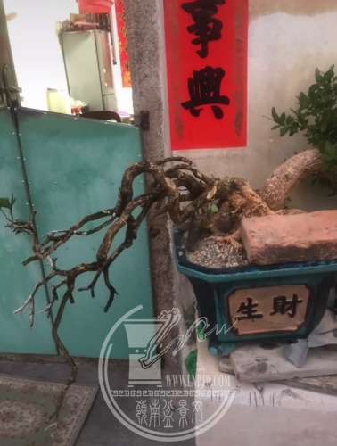 海岛黄杨种植方法(海岛黄杨种植方法图片)