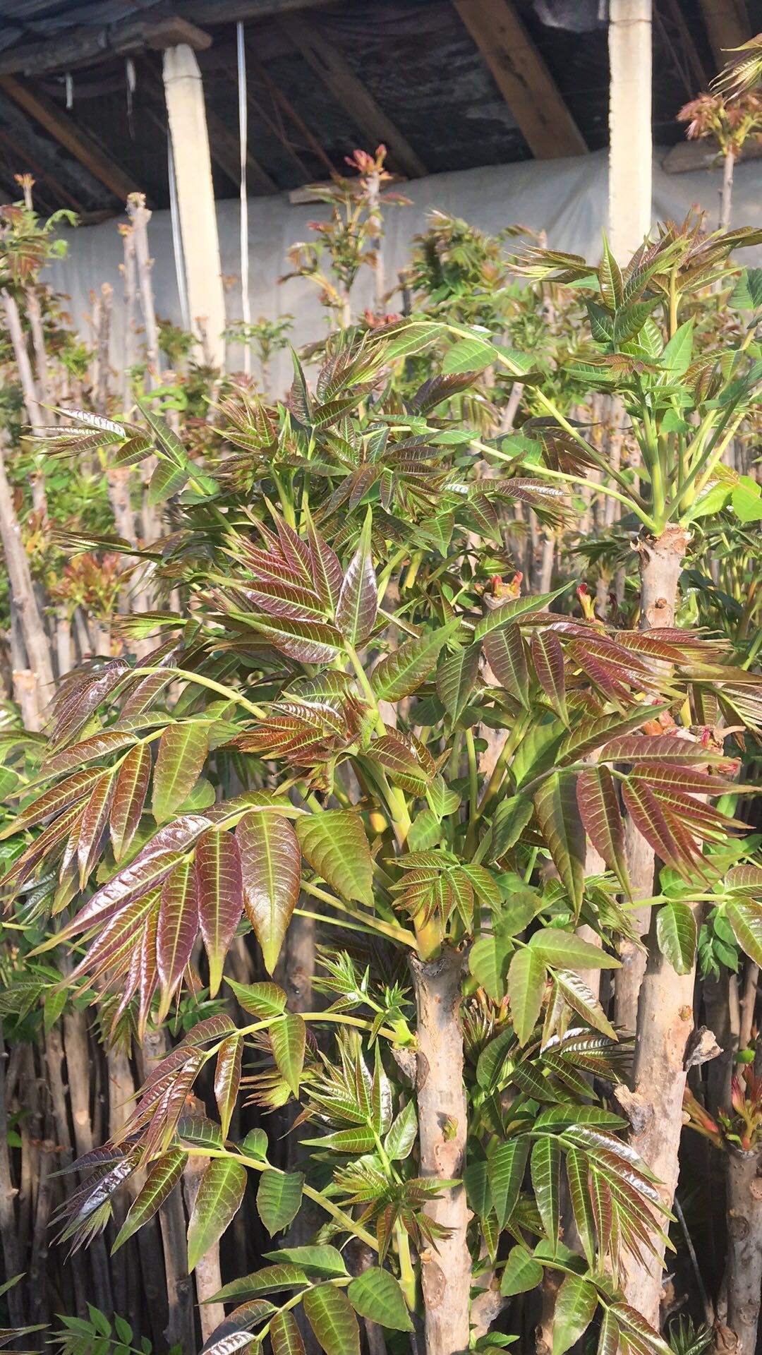 香椿怎么栽种视频(香椿怎么栽种视频讲解)