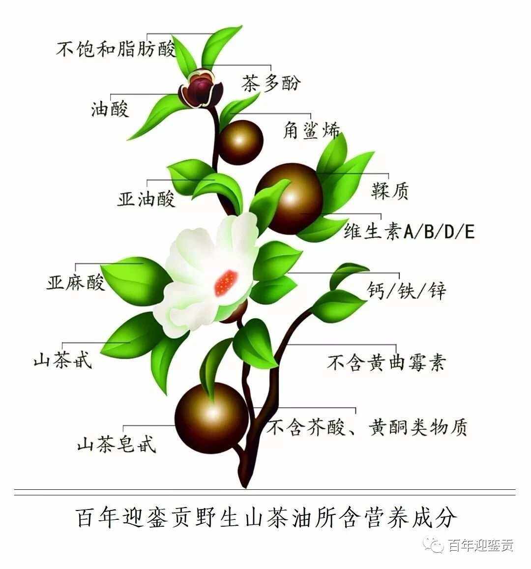 秋葵的种植时间和种植方法(秋葵的种植时间和种植方法视频)