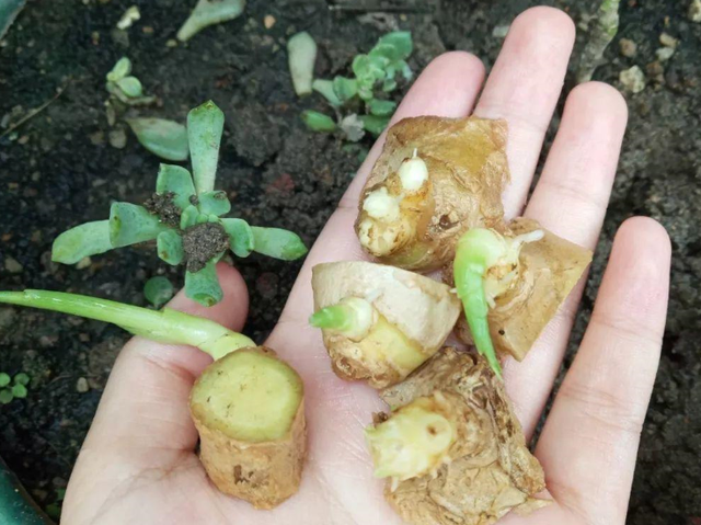 蒜地能种红薯吗(种大蒜的地能种什么菜)