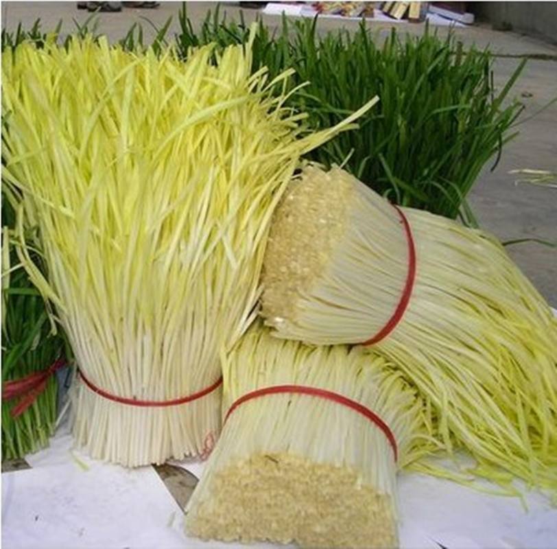 黄韭菜种植方法(黄韭菜种植方法图片)