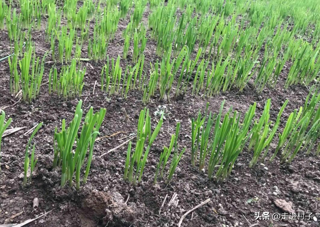 春季可以种植哪些蔬菜(春季可以种植哪些蔬菜品种)