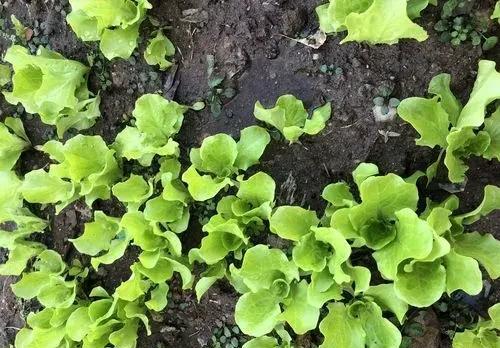 春季可以种植哪些蔬菜(春季可以种植哪些蔬菜品种)