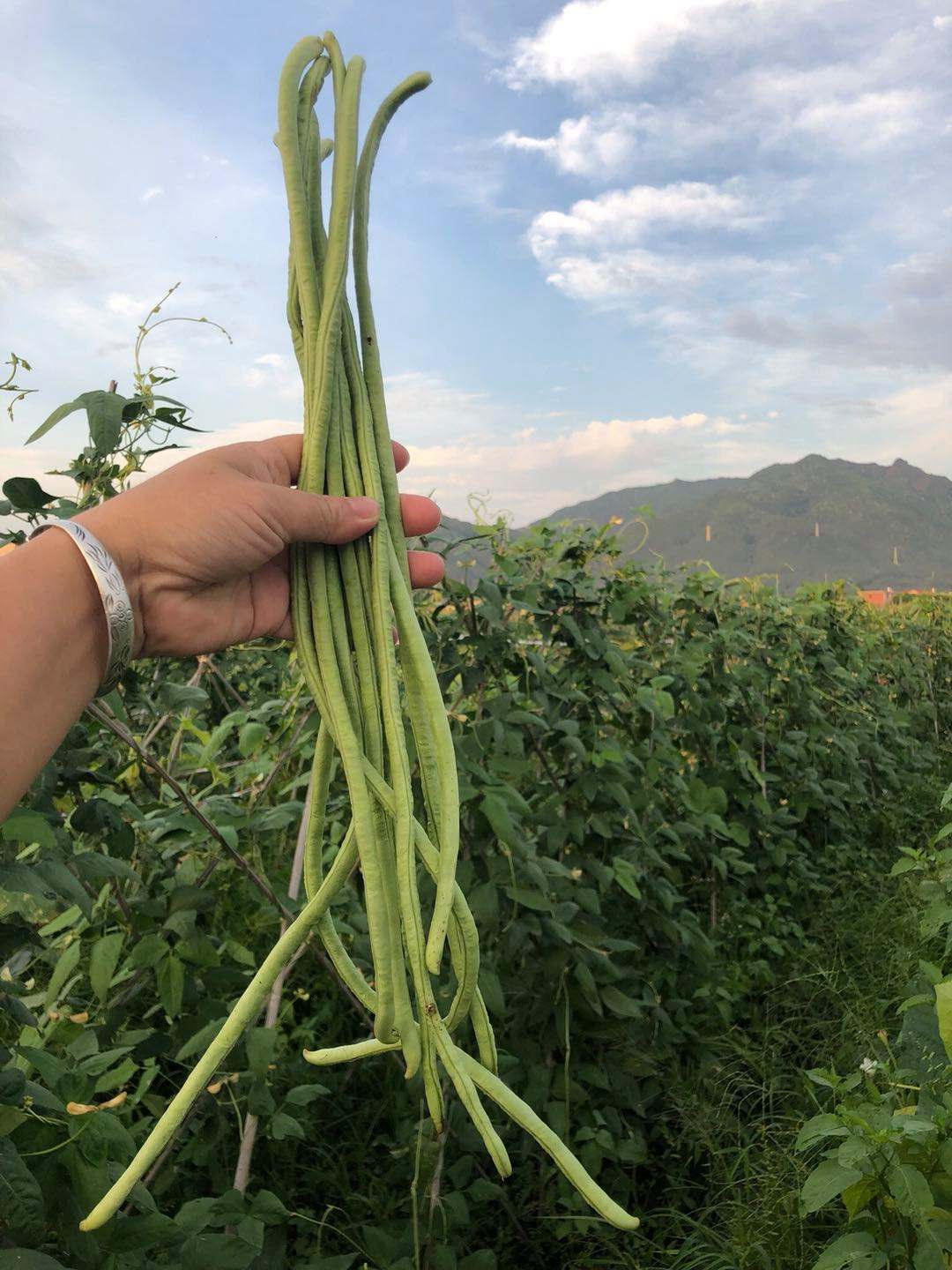 长豆角的图片(长豆角的图片高清)